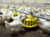 SMART WASTE MANAGEMENT: TURNING POULTRY WASTE INTO VALUABLE RESOURCES