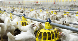 SMART WASTE MANAGEMENT: TURNING POULTRY WASTE INTO VALUABLE RESOURCES