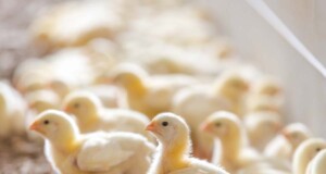 Housing Management to Counter Winter Stress in Poultry Farming