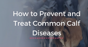 Common Calf Diseases: Symptoms, Prevention, and Treatment
