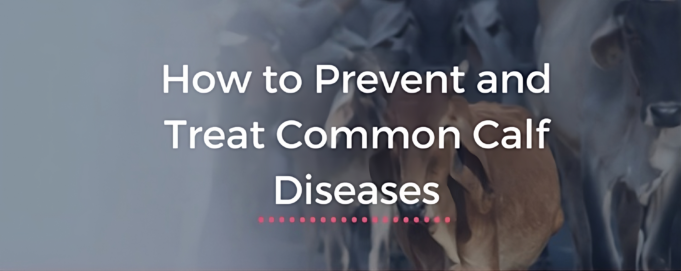 Common Calf Diseases: Symptoms, Prevention, and Treatment - Pixie ...