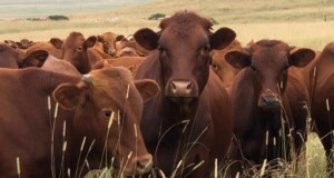 Tackling FMD in Cattle: Best Practices for Herd Health Management