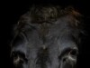 Bovine Respiratory Disease (BRD) in Cattle
