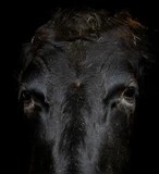 Bovine Respiratory Disease (BRD) in Cattle