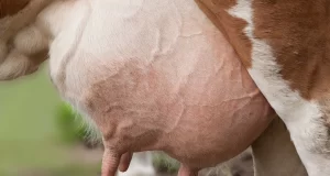 Mastitis in Dairy Cows and Buffaloes