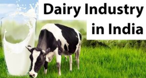 Future of Dairy Industry in India: Opportunities and challenges