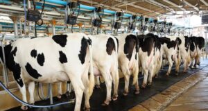 Importance of Biosecurity in Dairy Farming