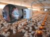 Innovative and Eco-Friendly Heating Solutions for Winter Poultry