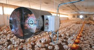 Innovative and Eco-Friendly Heating Solutions for Winter Poultry