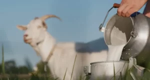 The Wonders of Goat Milk: Composition and Its Impact on Human Health