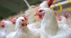 Winter Poultry Nutrition and Feed Management