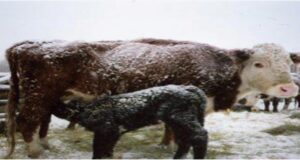 Winter Stress in Dairy Cattle