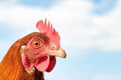 Budget 2025: Key Provisions for the Poultry Sector