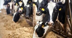 Calcium dynamics in post-parturient dairy cow