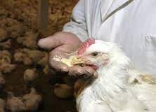 AFLATOXIN AND ITS TOXICITY IN POULTRY