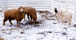 Effect of Winter Stress on Small Ruminants in North Eastern part of India