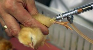 Next-Generation Vaccines: The Future of Poultry Disease Prevention