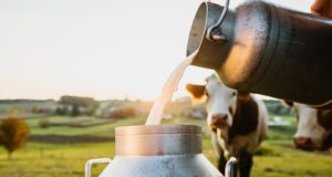 Impact of Heat Stress on Milk Production & Quality