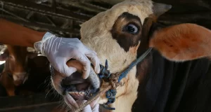 Foot and Mouth Disease (FMD) A Global Threat to Livestock and Agriculture