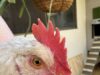 Favus infection in poultry: An Overview