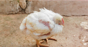 Infectious Bursal Disease: A Threat to Poultry Farming and Its Control