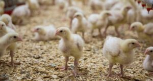 Coccidiosis in Poultry: A Major Challenge in the Industry