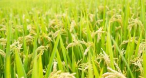 CLIMATE-RESILIENT CROP VARIETIES