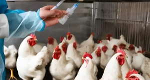 Biosecurity 2.0: Strengthening Defenses against Poultry Diseases
