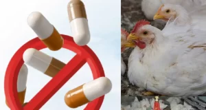 The Rise of Antibiotic-Free Poultry Farming