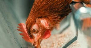 Rising Poultry Feed Costs: Strategies for Cost Control