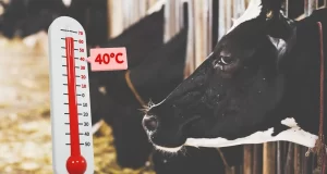 Heat Stress in Dairy Cattle: Causes & Prevention