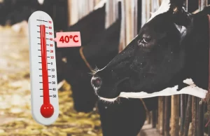 Heat Stress in Dairy Cattle: Causes & Prevention
