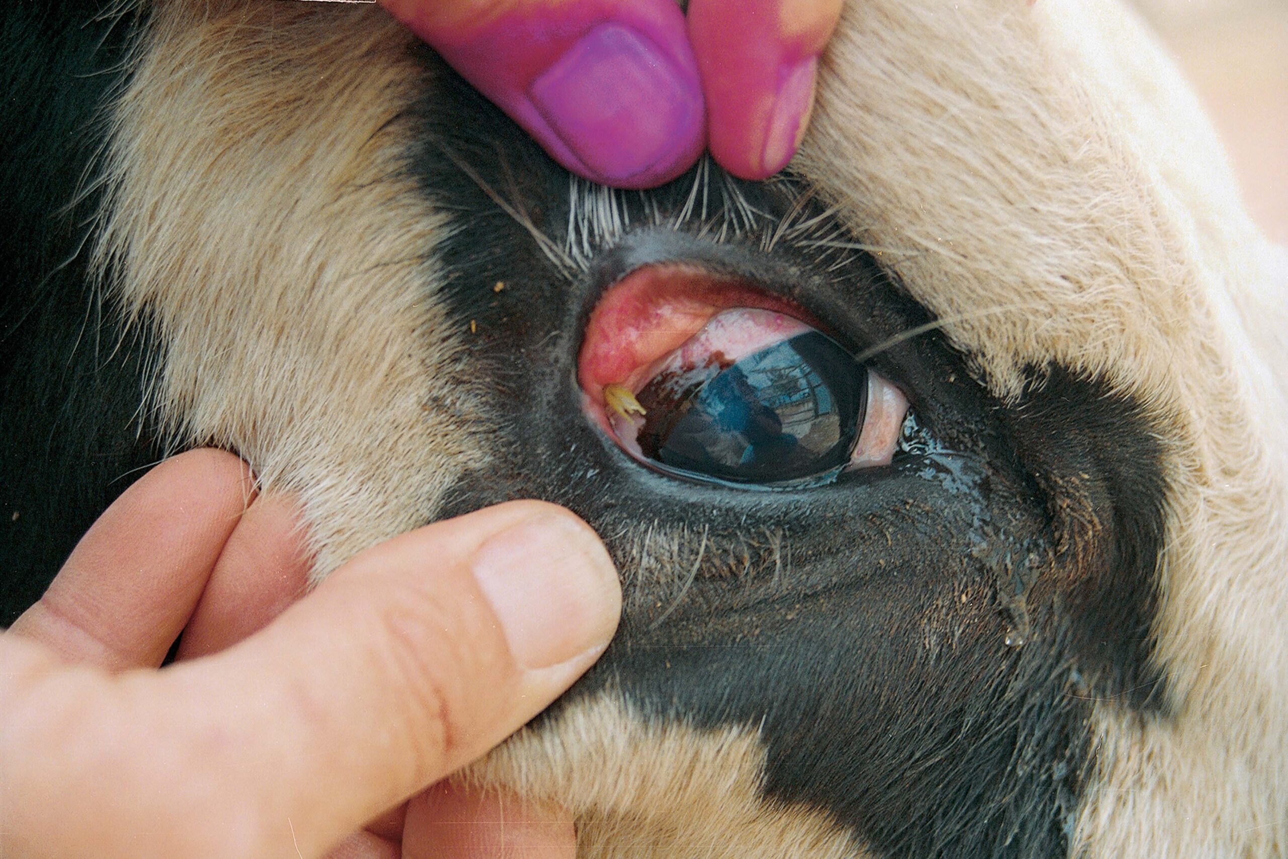 Pinkeye in cattle