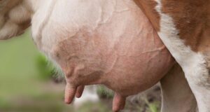 PREVENTION AND CONTROL OF MASTITIS IN DAIRY ANIMALS