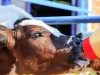 COLOSTRUM AND ITS IMPORTANCE IN CALVES