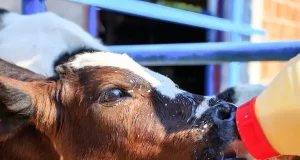 COLOSTRUM AND ITS IMPORTANCE IN CALVES