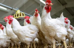 The Fundamentals of Poultry Farming: Best Practices for Health and Productivity