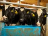Economic Losses Due to Heat Stress in Dairy Farming