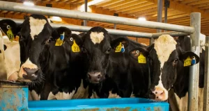 Economic Losses Due to Heat Stress in Dairy Farming