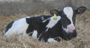 Bovine Respiratory Disease (BRD) A Silent Threat to Cattle Health and Productivity