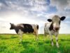 Nutritional Ways to Tackling Heat Stress in Dairy Animals