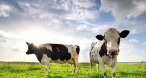 Nutritional Ways to Tackling Heat Stress in Dairy Animals