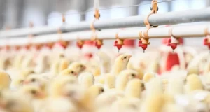 Managing Infectious Bursal Disease in Your Flock: Practical Tips for Poultry Farmers