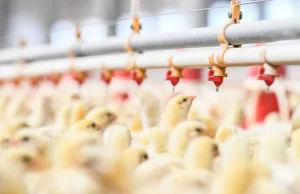 Managing Infectious Bursal Disease in Your Flock: Practical Tips for Poultry Farmers