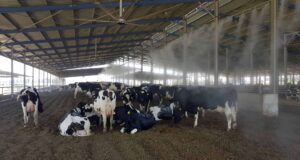 Shade & Housing Innovations for Cooling Cattle