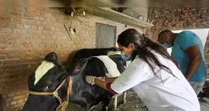 Shielding Herds: The Vital Role of Vaccination in India’s Livestock Industry