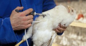 Vaccination in Poultry: A Key to Disease Prevention and Economic Stability in India