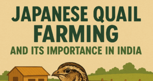 JAPANESE QUAIL FARMING AND ITS IMPORTANCE IN INDIA