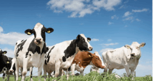 PROMOTION OF THE DAIRYING INDUSTRY