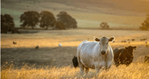 Heat Stress in Livestock and Its Management